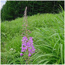 ��ƍ����l�G