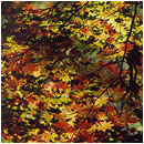 ��ƍ����l�G